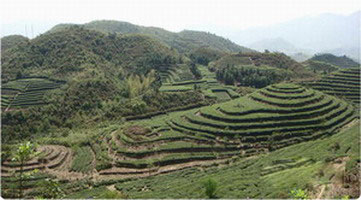 Jardins bio de thé blanc en mai