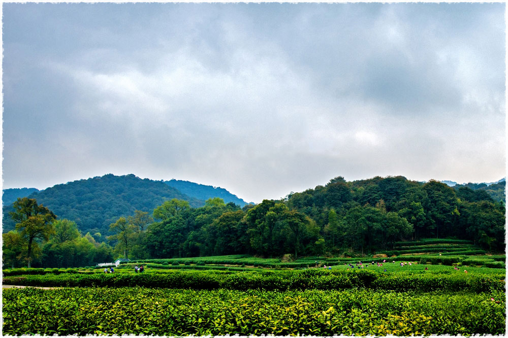 Hangzhou : thé vert de printemps 2014 